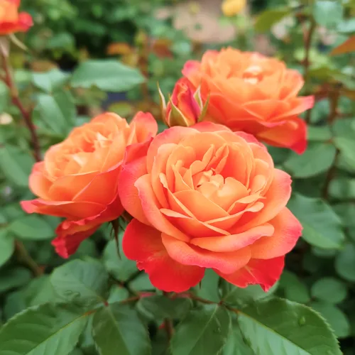 Роза шраб хамелеон Пур Ламур Дюн Шато