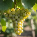 Виноград со вкусом тропических фруктов Прейри Стар № 3