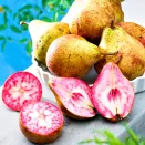 Груша розовая Блютберн (Блютбирн) № 1