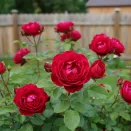 Роза канадская неукрывная Эмили Карр № 1