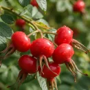 Шиповник суперкрупноплодный Яблочный № 1