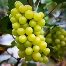 Виноград со вкусом сахарной ваты Коттон Кэнди № 2