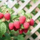 Малина ремонтантная зимостойкая Калашник № 1