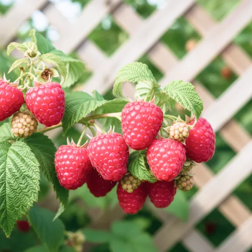 Малина ремонтантная зимостойкая Калашник