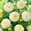 Георгина шаровидная Бум Бум Вайт № 1