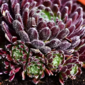 Молодило паутинистое Рубин