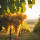 Виноград для игристого Фронтиньяк Блан № 3