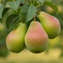 Груша самоплодная Банкетная № 2