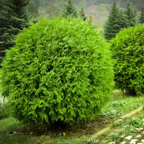 Туя западная устойчиво шаровидная Даника 