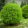 Туя западная устойчиво шаровидная Даника 