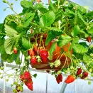 Земляника ремонтантная (крупноплодная) ампельная Сирафин, 5 саж. № 1