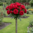 Роза штамбовая Красная Шапочка № 3