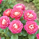 Роза флорибунда со стойким ароматом Брера № 3