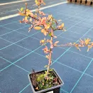 Пираканта Ред Кушион № 2