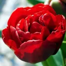 Тюльпан махровый ранний Антрацит № 2