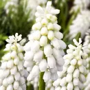 Мускари Венус № 3