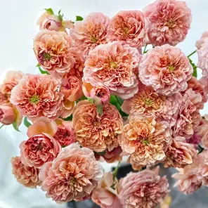 Роза шраб с ароматом спелых фруктов Бель Де Анжу