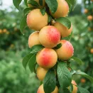 Алыча с огромными плодами Ветразь-2 № 2