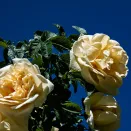 Роза канадская Агнес № 2