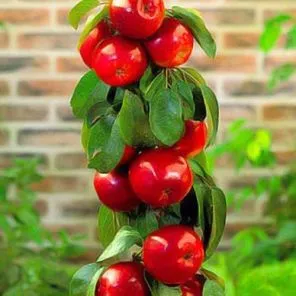 Яблоня колоновидная Алые паруса