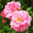 Роза канадская Джон Дэвис № 3