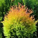 Туя западная карликовая Фаер Чиф № 1