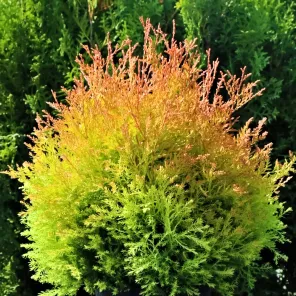 Туя западная карликовая Фаер Чиф