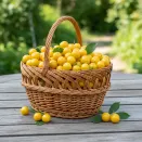 Вишня медовая Бессея желтая № 2