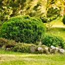 Туя западная устойчиво шаровидная Даника  № 2