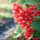 Смородина красная сибирской селекции Хрустящая № 2