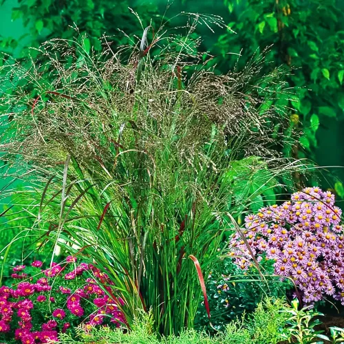 Просо прутьевидное Скво