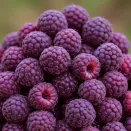 Малина ремонтантная фиолетовая Моллинг Пэшн № 1