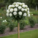 Роза штамбовая Аваланж № 1