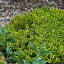 Тимьян (чабрец) лимоннопахнущий Бертрам Андерсон № 1