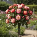 Роза штамбовая Дабл Делайт № 1