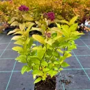 Спирея японская Голдфлейм № 2