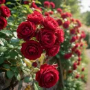 Роза канадская Аделаида Худлес № 2