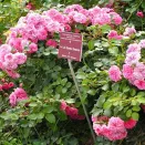 Роза почвопокровная Четыре сезона № 3