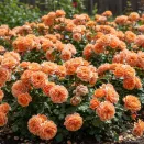 Роза почвопокровная Миниатюр Оранж № 1