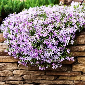 Флокс шиловидный Кэнди Страйпс