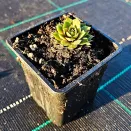 Молодило Биг Сем Пинк Помело № 2