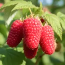 Малина крупноплодная Краса России № 1