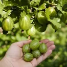 Крыжовник Бутылочный № 1