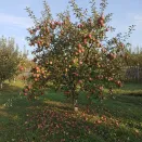 Яблоня для экстремальных условий Сурхурай № 3