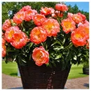 Пион долгоцветущий Корал Шарм № 2