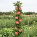 Яблоня колоновидная Аркаим № 1