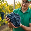 Виноград Кишмиш для ленивых Тролльхауген № 1