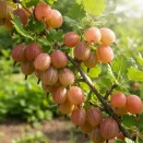 Крыжовник канадский мягкошипный Пакс № 2