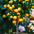 Мандарин комнатный без косточек Уншиу № 1