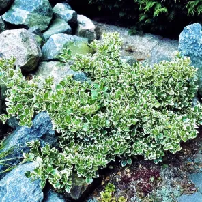 Бересклет Форчуна Эмеральд Гаити